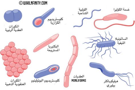 الفطريات المجهرية والطلائعيات والبكتيريا أنواع مختلفة من